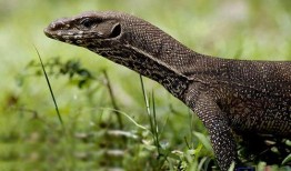 印度巨蜥爆料视频大全,揭秘神秘生物全纪录